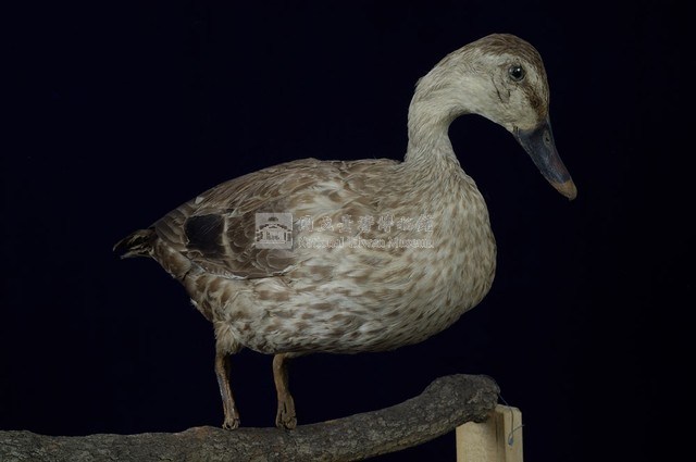 Spot-billed Duck Collection Image, Figure 5, Total 13 Figures