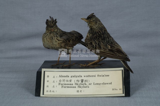 Oriental Skylark Collection Image, Figure 4, Total 11 Figures
