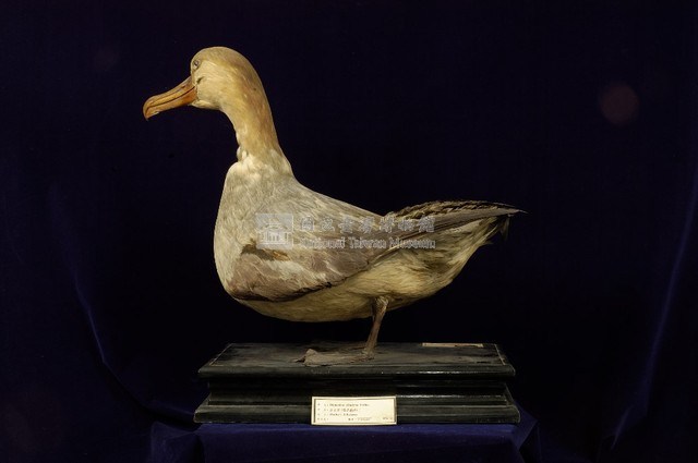Short-tailed Albatross Collection Image, Figure 4, Total 9 Figures