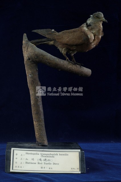 Red Turtle Dove Collection Image, Figure 4, Total 11 Figures