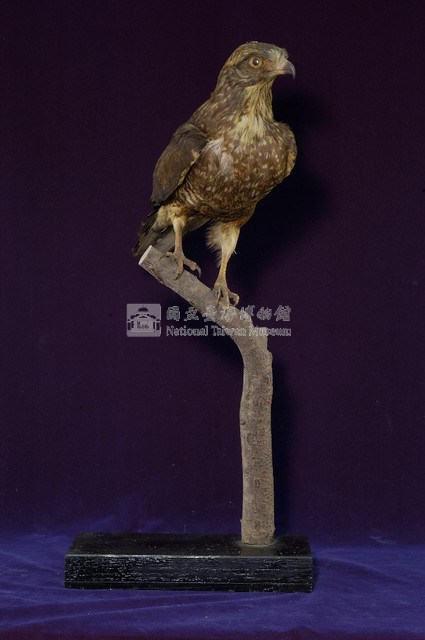 鳳頭蒼鷹藏品圖，第4張