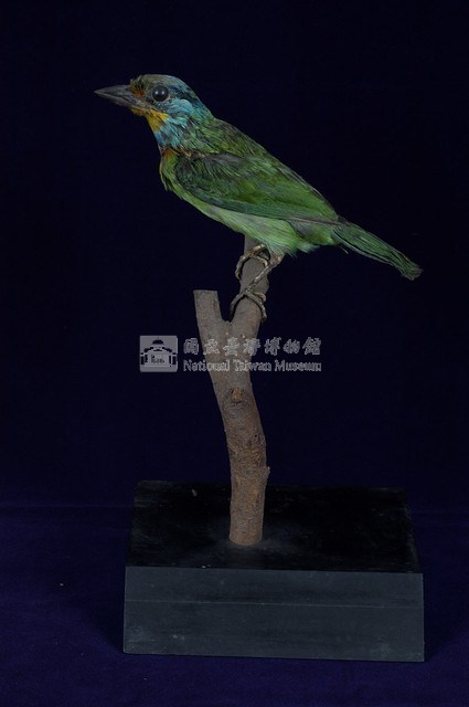 五色鳥藏品圖，第4張