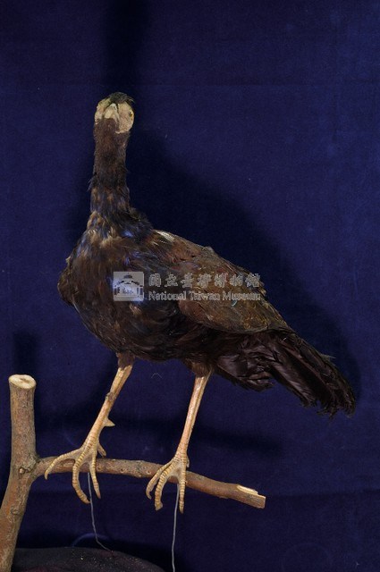 藍腹鷴藏品圖，第4張