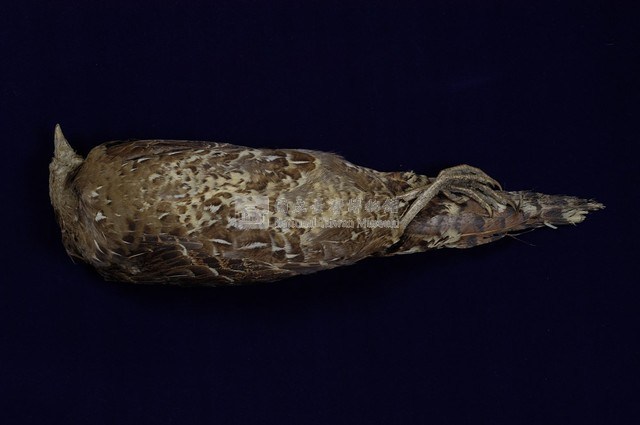 Mikado Pheasant Collection Image, Figure 4, Total 11 Figures
