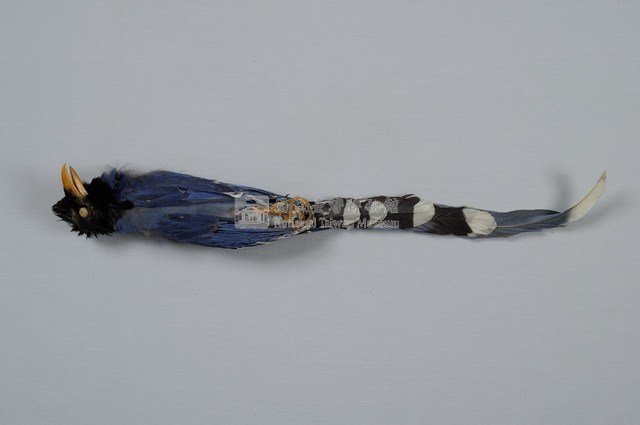 臺灣藍鵲藏品圖，第5張
