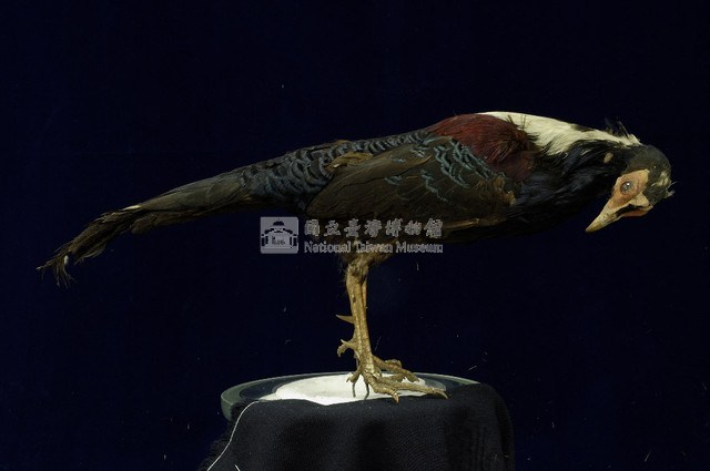 藍腹鷴藏品圖，第4張