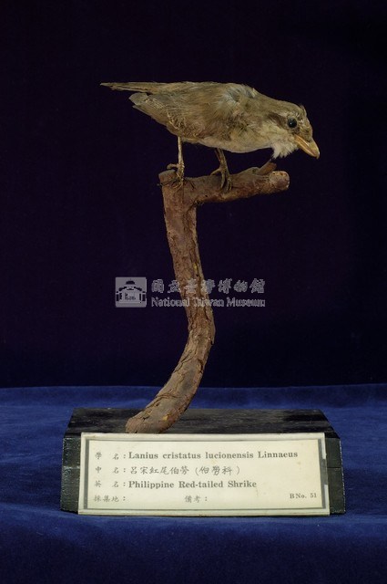Brown Shrike Collection Image, Figure 4, Total 11 Figures
