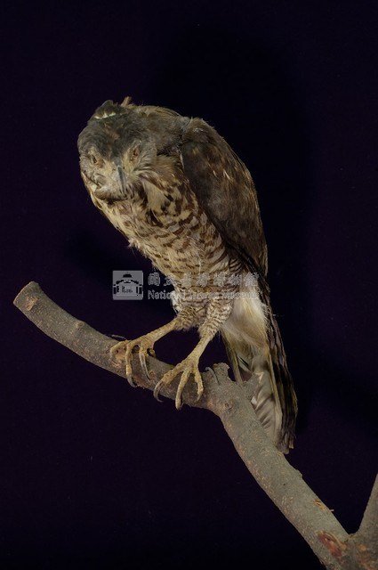 鳳頭蒼鷹藏品圖，第4張