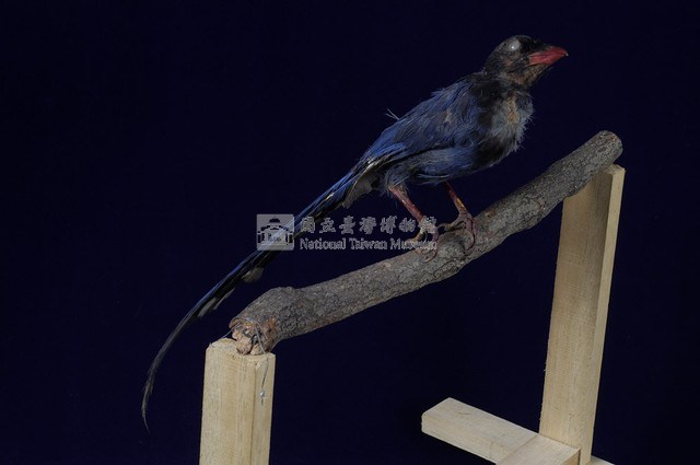 臺灣藍鵲藏品圖，第5張