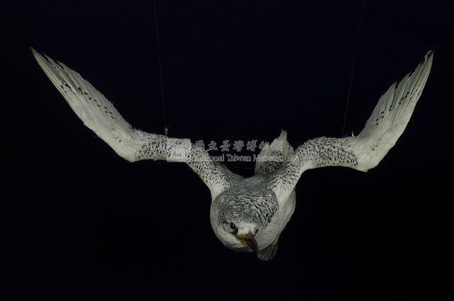 紅尾熱帶鳥藏品圖，第4張