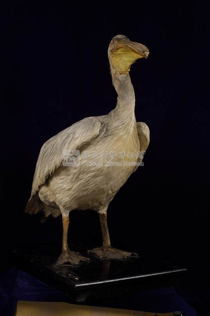 Dalmatian Pelican Collection Image, Figure 5, Total 11 Figures