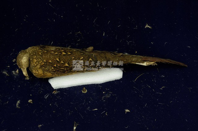 藍腹鷴藏品圖，第4張