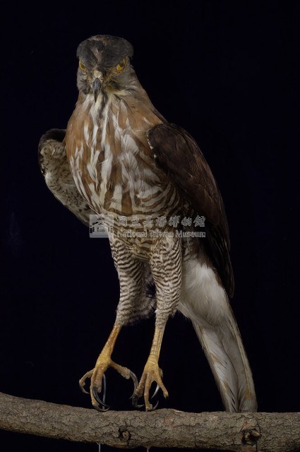 鳳頭蒼鷹藏品圖，第1張