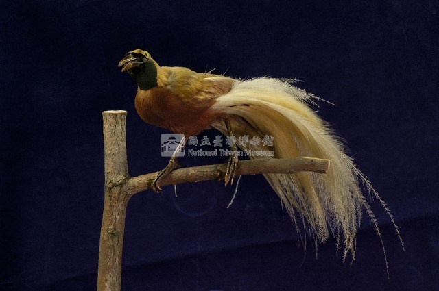 Lesser bird-of-paradise Collection Image, Figure 4, Total 9 Figures