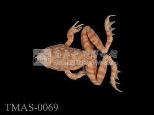 Japanese wrinkled frog Collection Image, Figure 6, Total 13 Figures