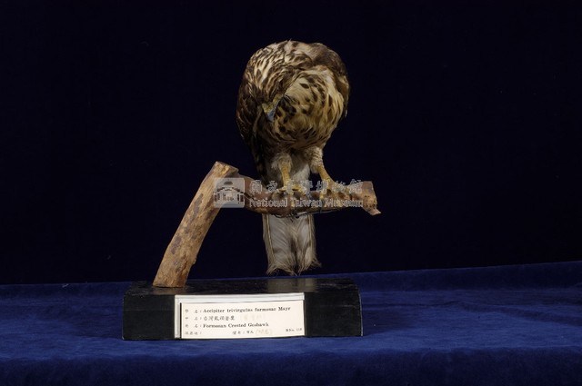 鳳頭蒼鷹藏品圖，第4張