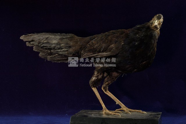 藍腹鷴藏品圖，第1張