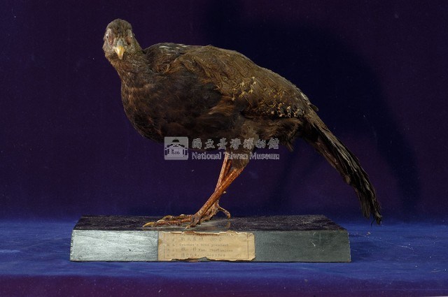 藍腹鷴藏品圖，第4張