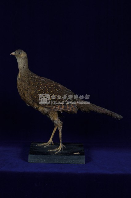 藍腹鷴藏品圖，第4張