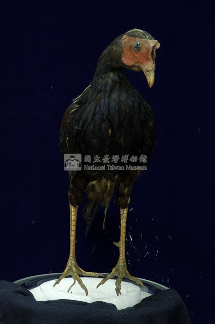 藍腹鷴藏品圖，第4張