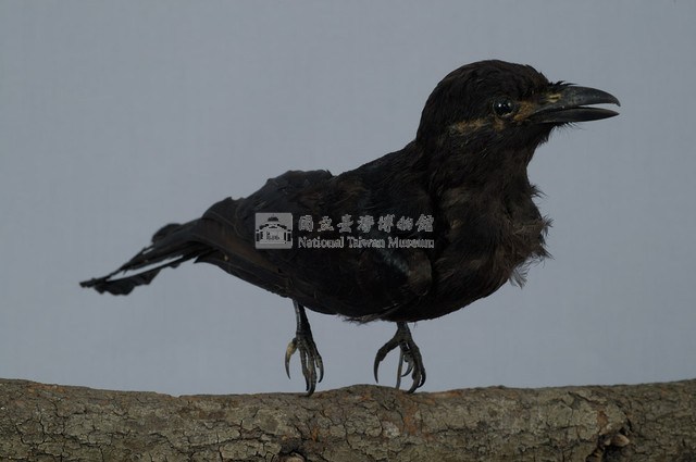 Black Drongo Collection Image, Figure 4, Total 13 Figures