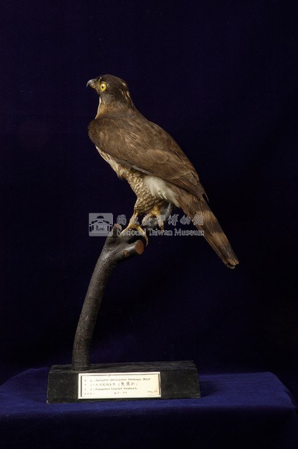 鳳頭蒼鷹藏品圖，第4張