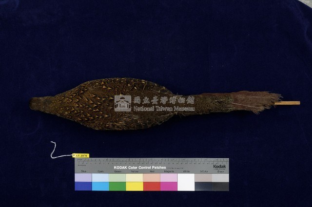 藍腹鷴藏品圖，第4張