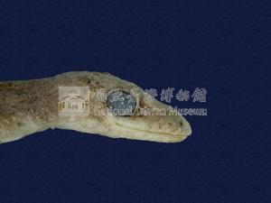 龜山壁虎藏品圖，第2張