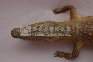 眼鏡凱門鱷藏品圖，第2張