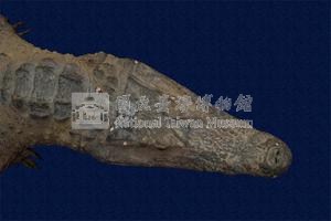 Spectacled caiman Collection Image, Figure 2, Total 12 Figures