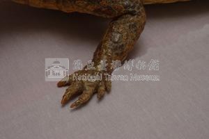 眼鏡凱門鱷藏品圖，第3張