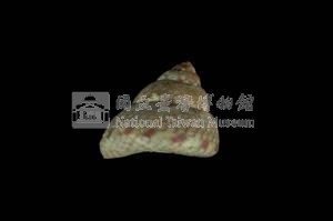 綠彩鐘螺藏品圖，第2張