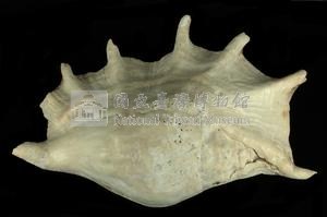 駱駝螺藏品圖，第2張