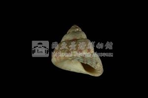 綠彩鐘螺藏品圖，第3張