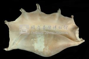 駱駝螺藏品圖，第3張