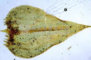 Abietinella abietina Collection Image, Figure 4, Total 10 Figures