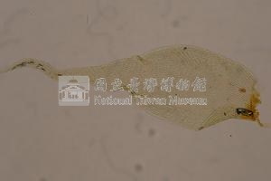 Acanthorrhynchium papillatum Collection Image, Figure 5, Total 10 Figures