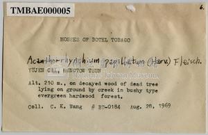 Acanthorrhynchium papillatum (Harv.) Fleisch. Collection Image, Figure 4, Total 10 Figures
