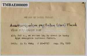 Acanthorrhynchium papillatum (Harv.) Fleisch. Collection Image, Figure 4, Total 8 Figures