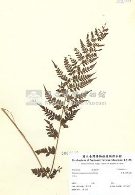 細葉蹄蓋蕨藏品圖，第2張
