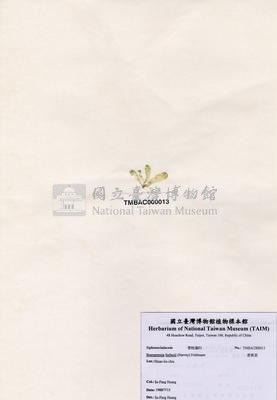 香蕉菜藏品圖，第2張