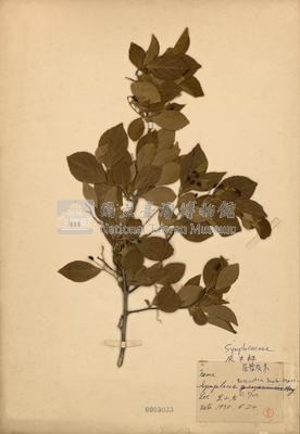Symplocos sumuntia  Collection Image, Figure 2, Total 2 Figures