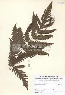 排灣三叉蕨藏品圖，第2張