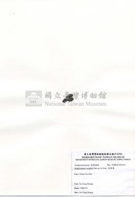 肋葉藻藏品圖，第2張