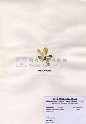 香蕉菜藏品圖，第2張