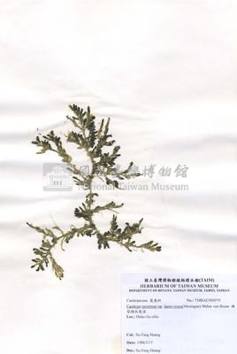 棒型總狀蕨藻藏品圖，第2張