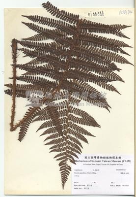 頂囊擬鱗毛蕨藏品圖，第2張