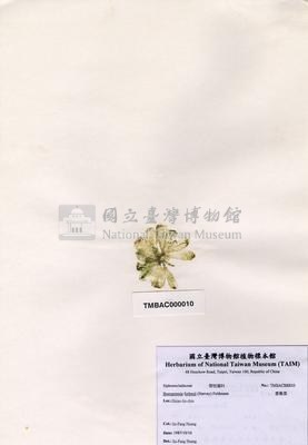 香蕉菜藏品圖，第2張