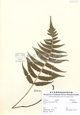 鋸齒雙蓋蕨藏品圖，第2張
