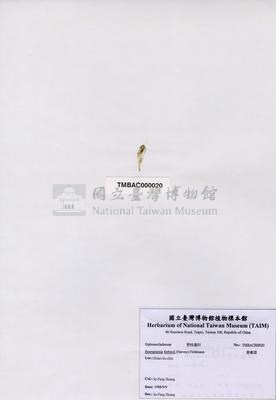香蕉菜藏品圖，第2張